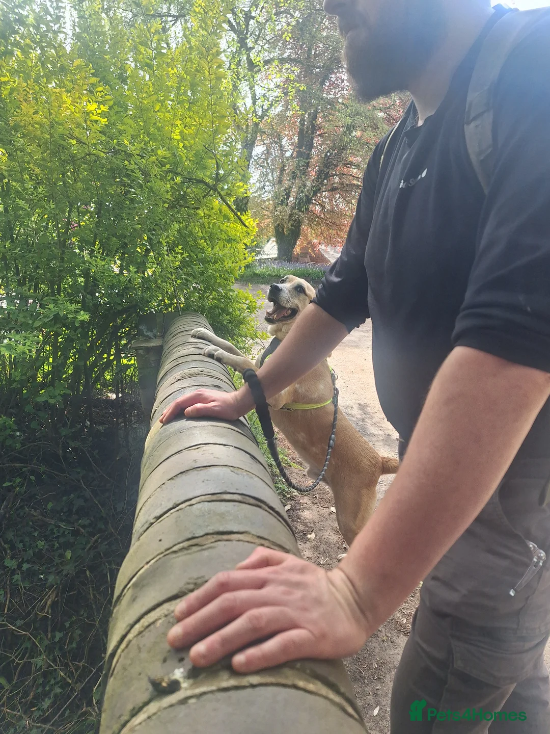 Mixed Breed dogs for sale: Beautiful Older Boy for Adoption - Advert 7