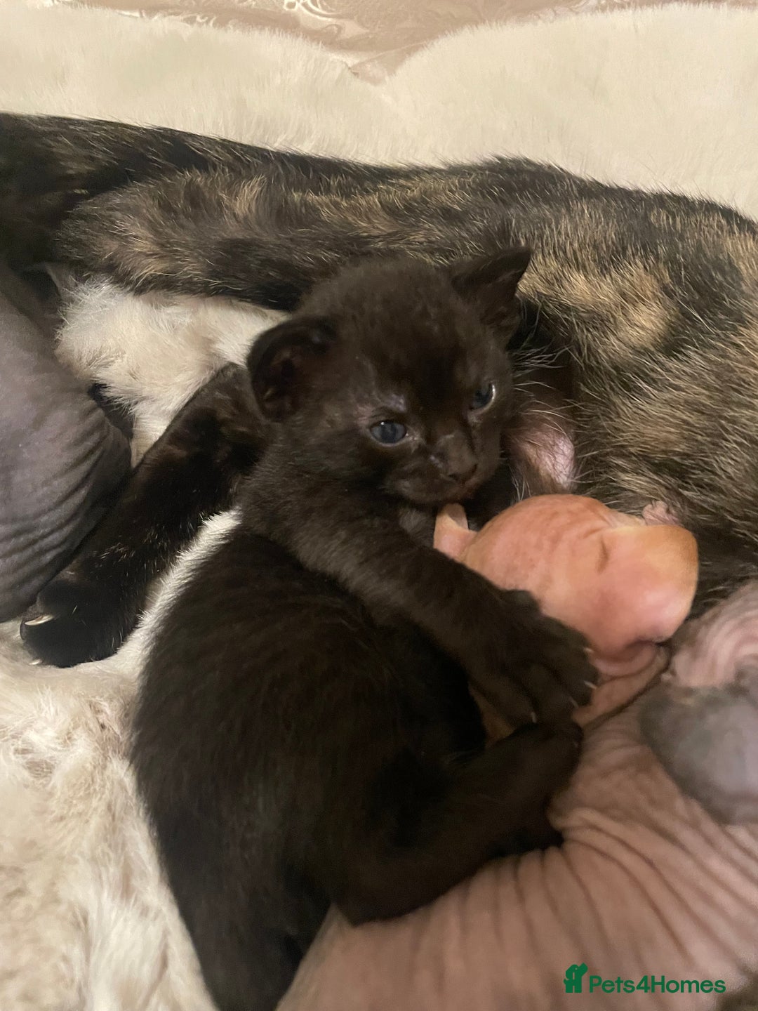 Sphynx cats for sale: Beautiful Sphynx cross orinetal kittens  - Advert 31