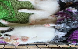 British Shorthair cats for sale: 3 beautiful British Shorthair Kittens  - Image 9