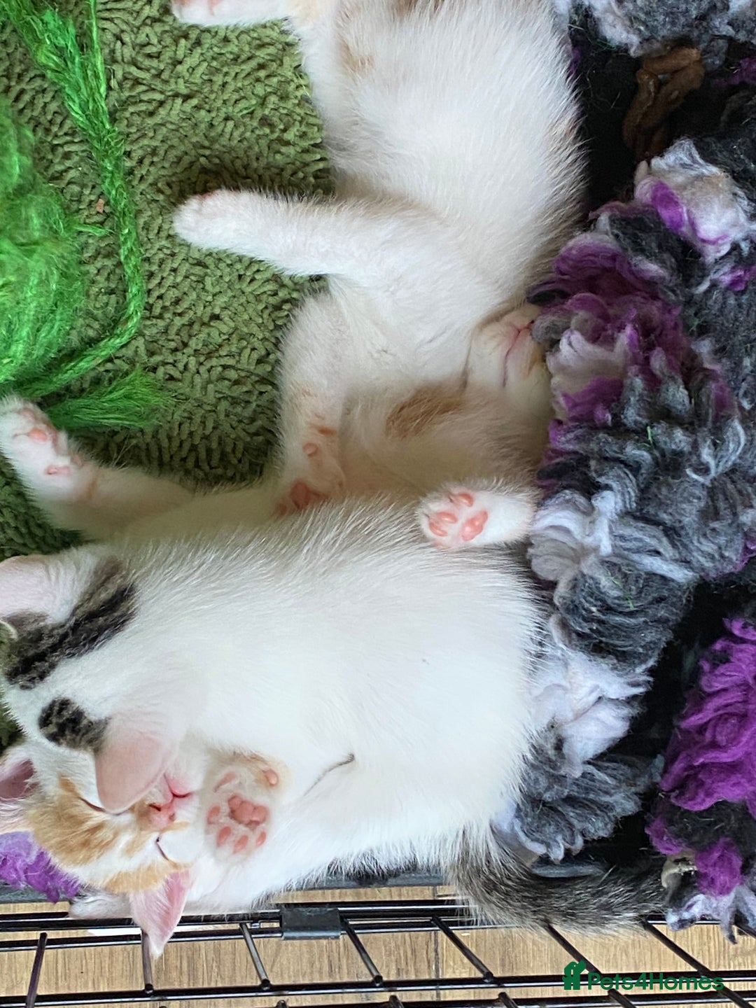 British Shorthair cats for sale: 3 beautiful British Shorthair Kittens  - Image 9