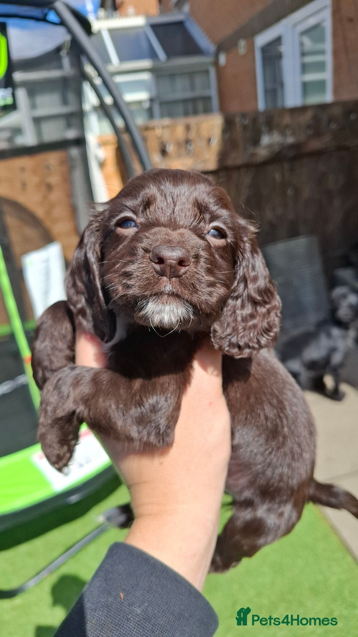 Cocker Spaniel dogs Gorgeous litter of Working Cocker Spaniel puppies - Advert 6