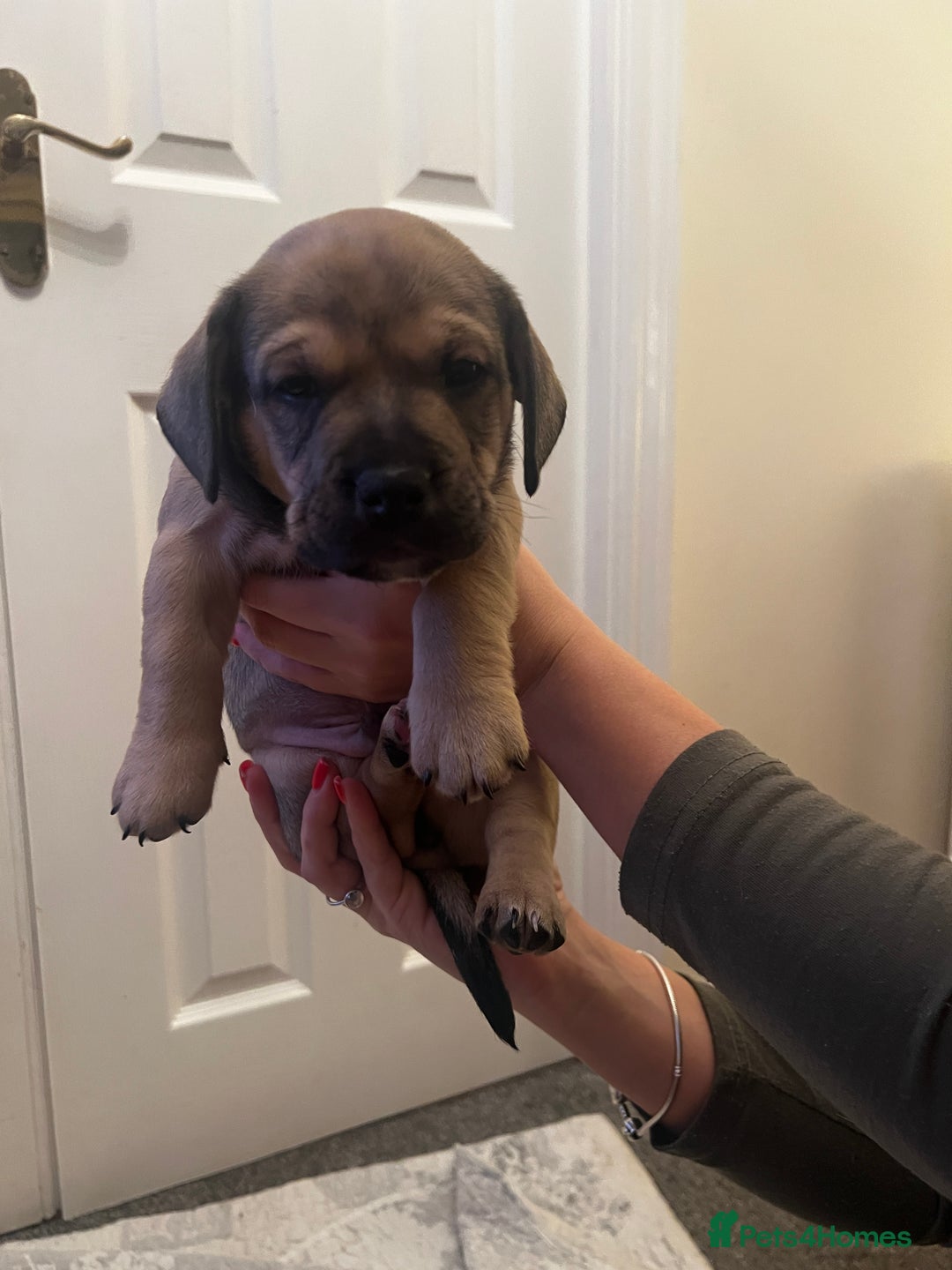 Mixed Breed dogs for sale:  Last 2 girls READY NOW! Rare English Bulldach - Advert 28