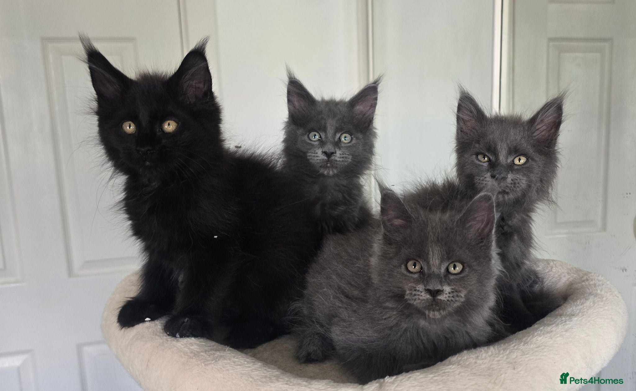Maine Coon cats Maine coon kittens - Advert 2