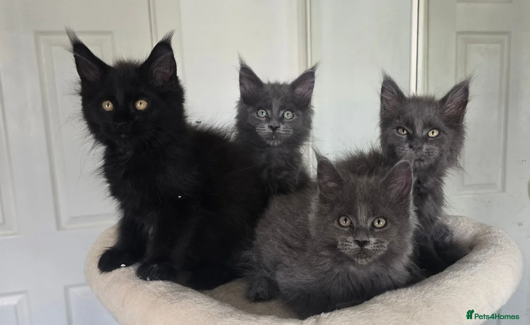 Maine Coon cats for sale: Maine coon kittens - Advert 1