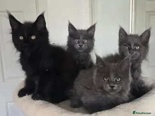 Maine Coon cats Maine coon kittens - Advert 2