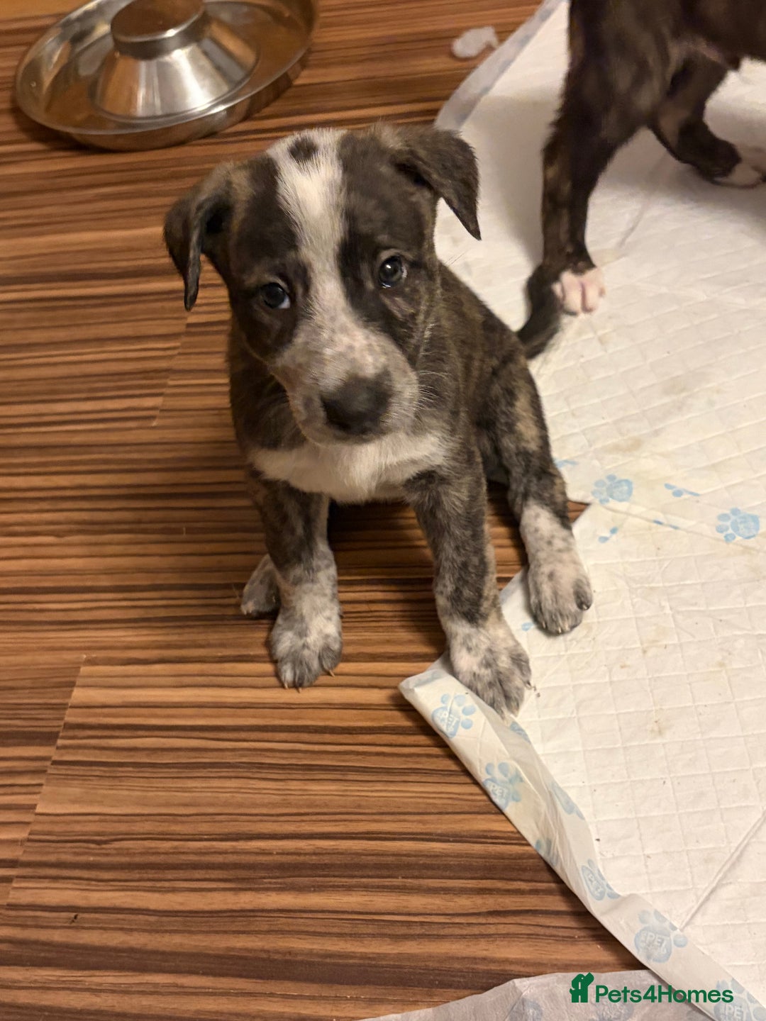 Mixed Breed dogs for sale: 8 beautiful pups for sale - Advert 35