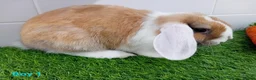 Mini Lop rabbits for sale: Mini Lop Baby Bunnies - Ready now!! - Advert 4