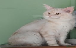 Maine Coon cats for sale: Pure Maine Coon Kittens Looking For A New Home  - Image 19