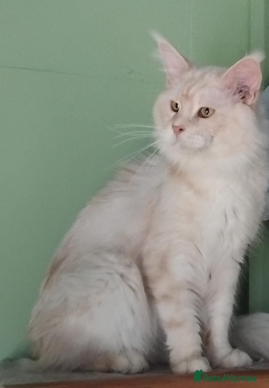 Maine Coon cats for sale: Pure Maine Coon Kittens Looking For A New Home  - Image 19
