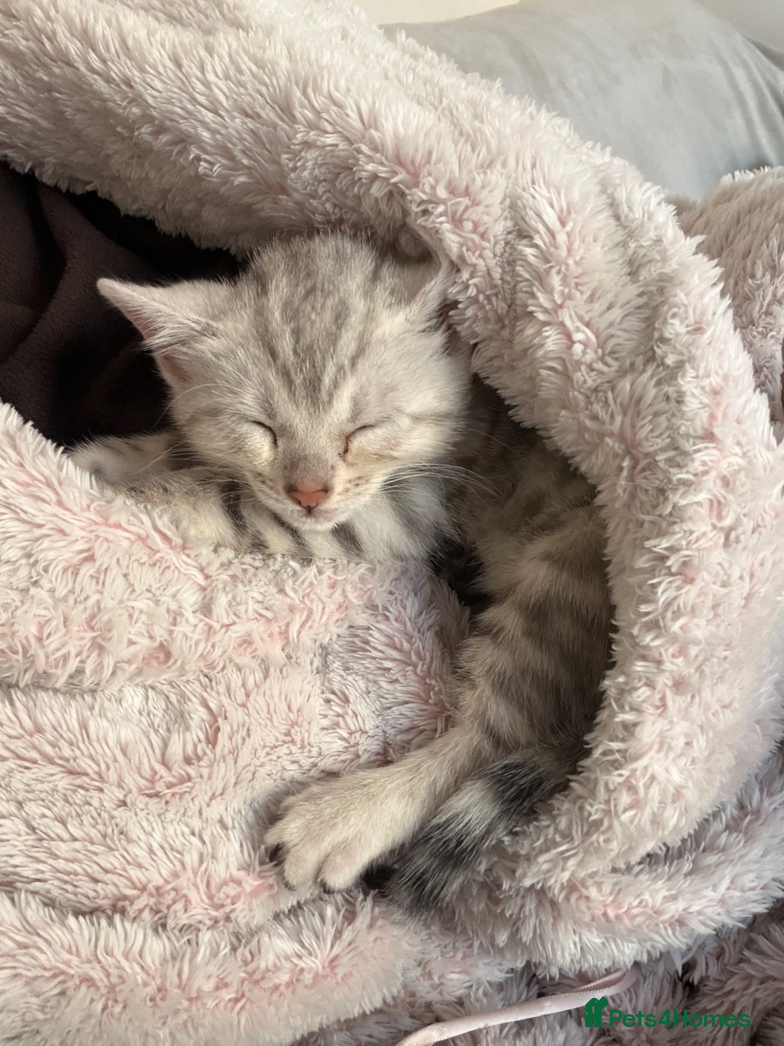 Bengal cats Pure Bengal Silver Female  - Advert 1