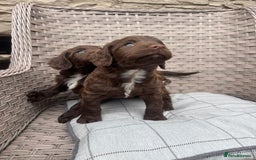 Cocker Spaniel dogs for sale: Beautiful cocker spaniel puppies  - Image 1