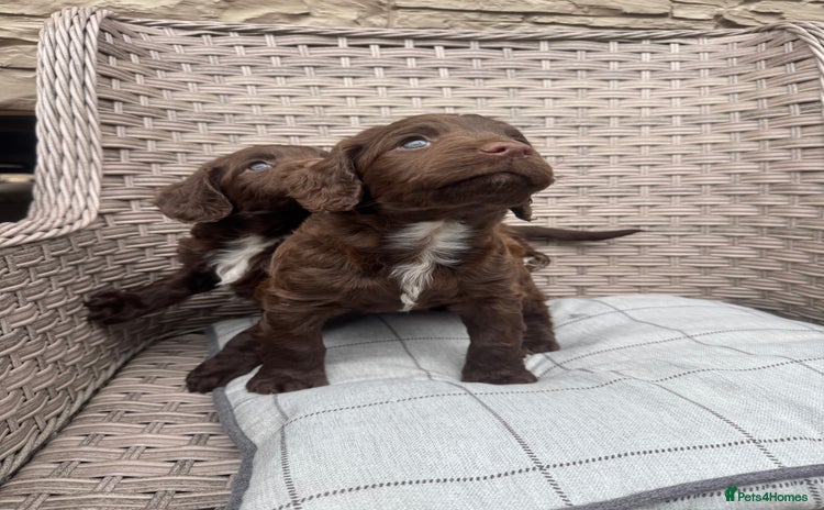 Cocker Spaniel dogs - Advert 3