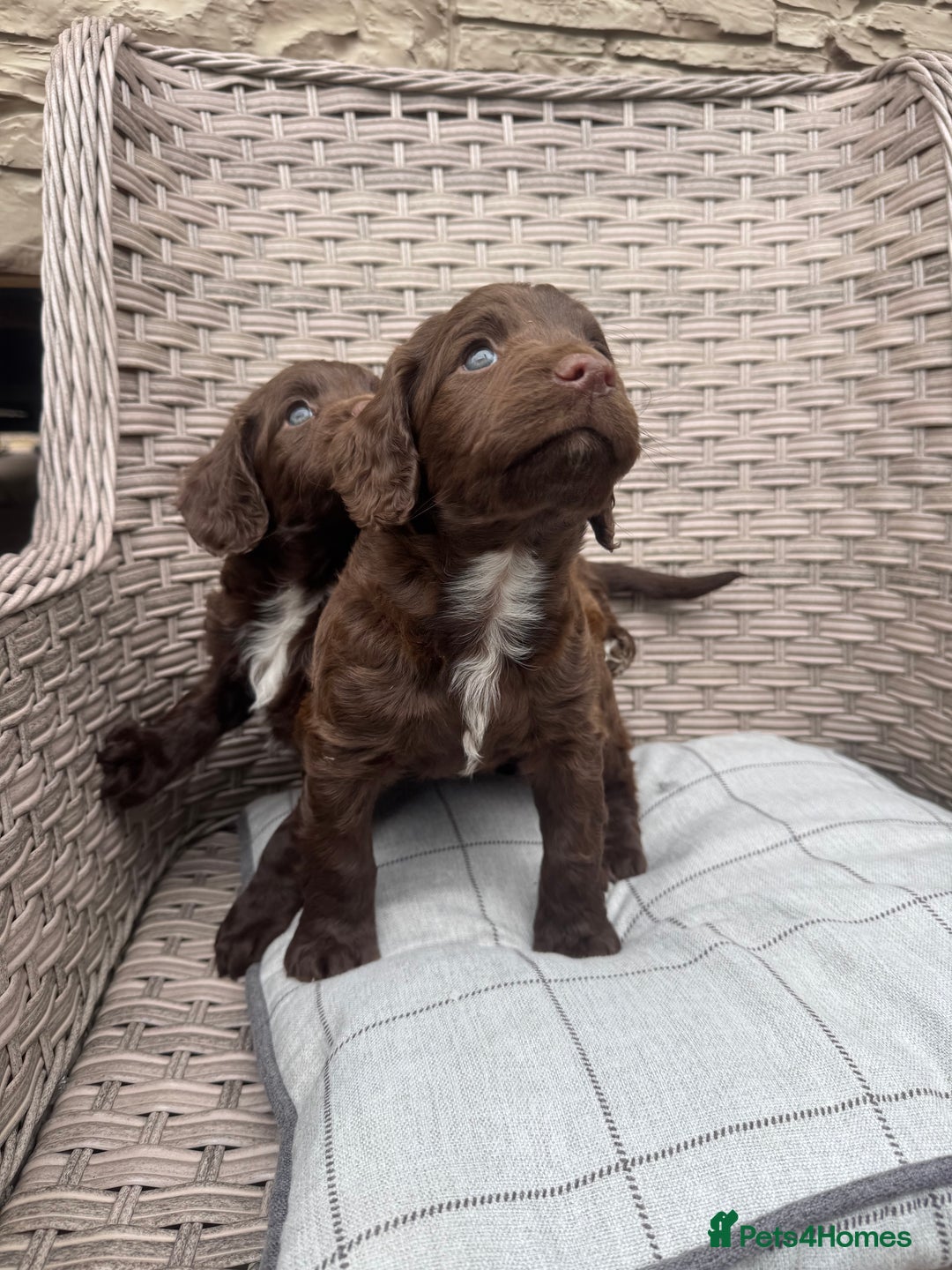 Cocker Spaniel dogs for sale: Beautiful cocker spaniel puppies  - Image 1