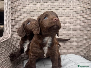 Cocker Spaniel dogs - Advert 5