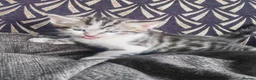 Mixed Breed cats for sale: Bengal mix  - Advert 27