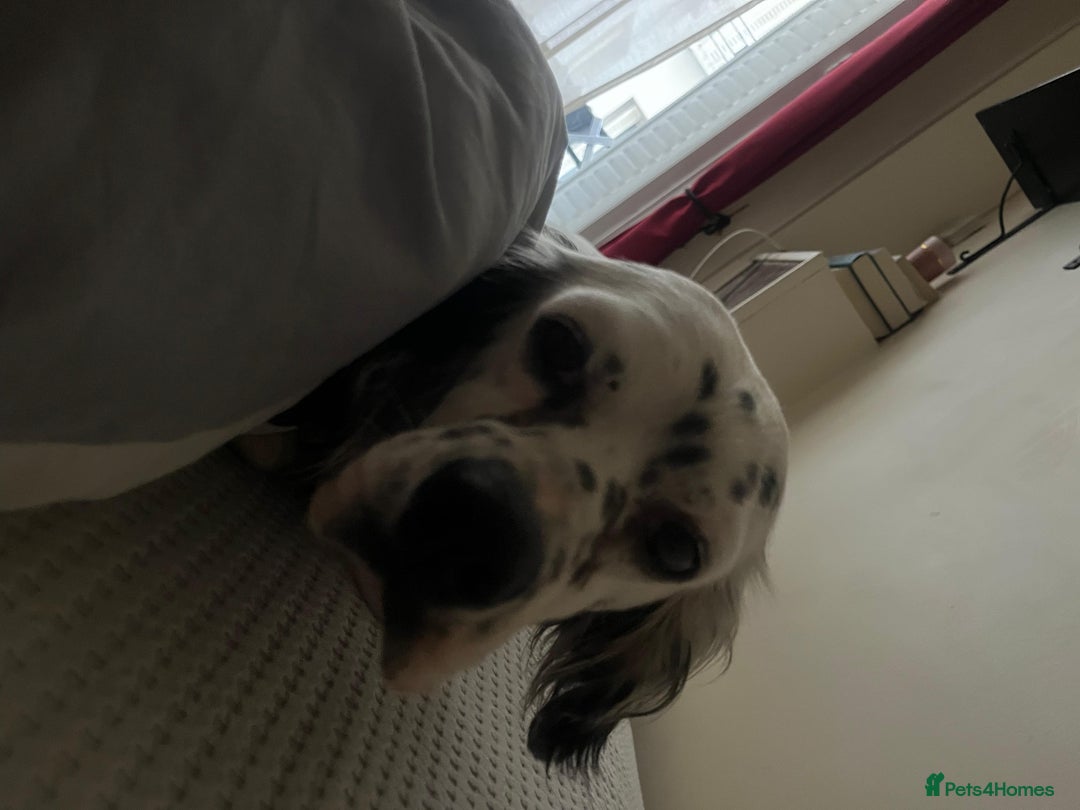 English Setter dogs for adoption: Ruby and Ellie - 2.5 years old | Female Setters - Image 17