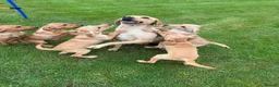 Labrador Retriever dogs for sale: Fox red & Yellow Labrador Puppies  - Advert 13