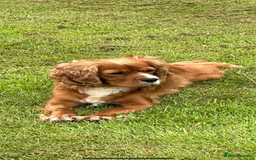 Cavalier King Charles Spaniel dogs for sale: 🐾 KC Registered Health Tested Puppies 🐾 - Image 19