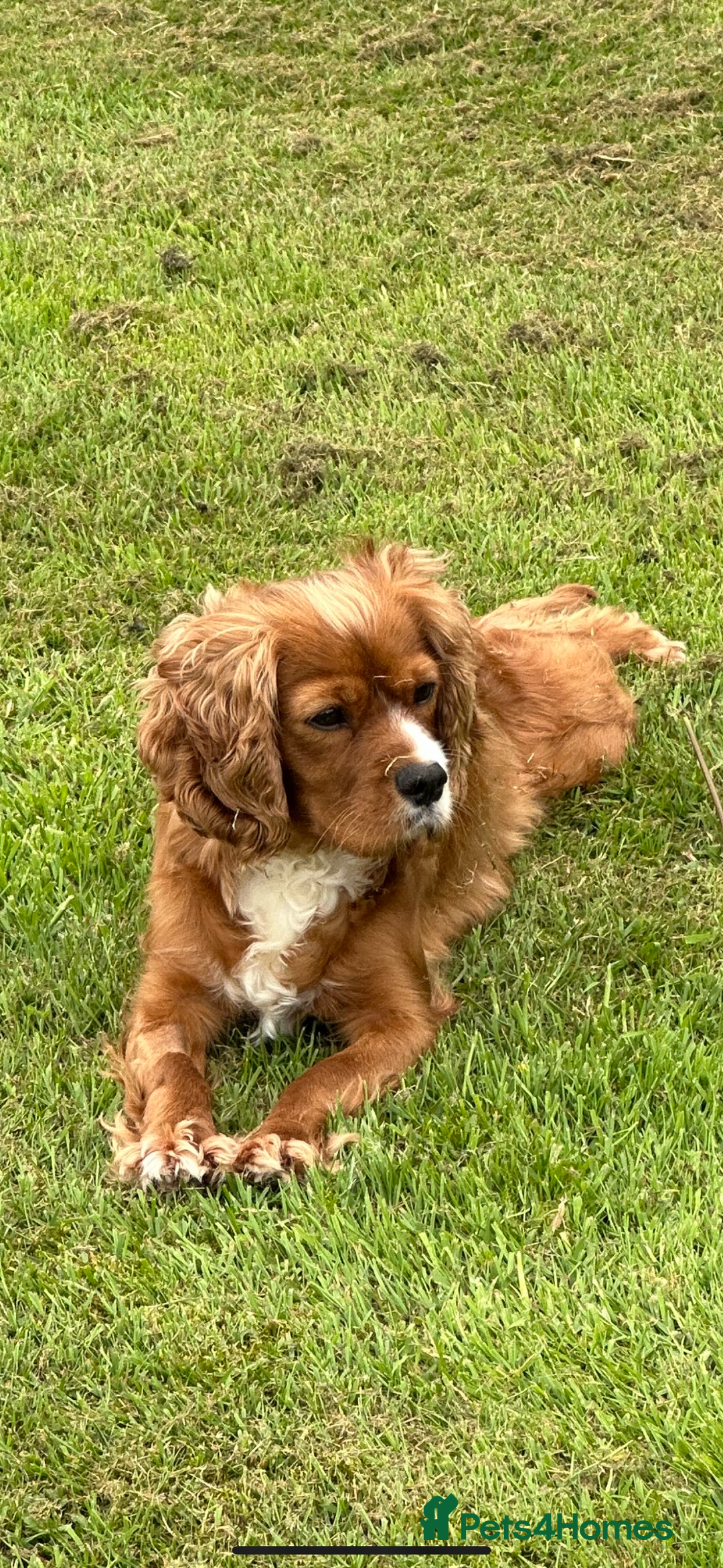 Cavalier King Charles Spaniel dogs for sale: 🐾 KC Registered Health Tested Puppies 🐾 - Image 19