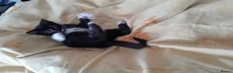 British Shorthair cats for sale: 2 Lovely black and white fluffy kittens - Advert 4