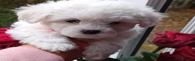 Bichon Frise Puppy 6 (Pink)