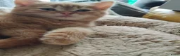 Mixed Breed cats for sale: Beautiful kittens looking for home  - Advert 17