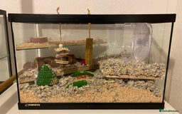 Gerbil rodents for sale: 2 Male Gerbils. OPEN TO OFFERS - Image 9