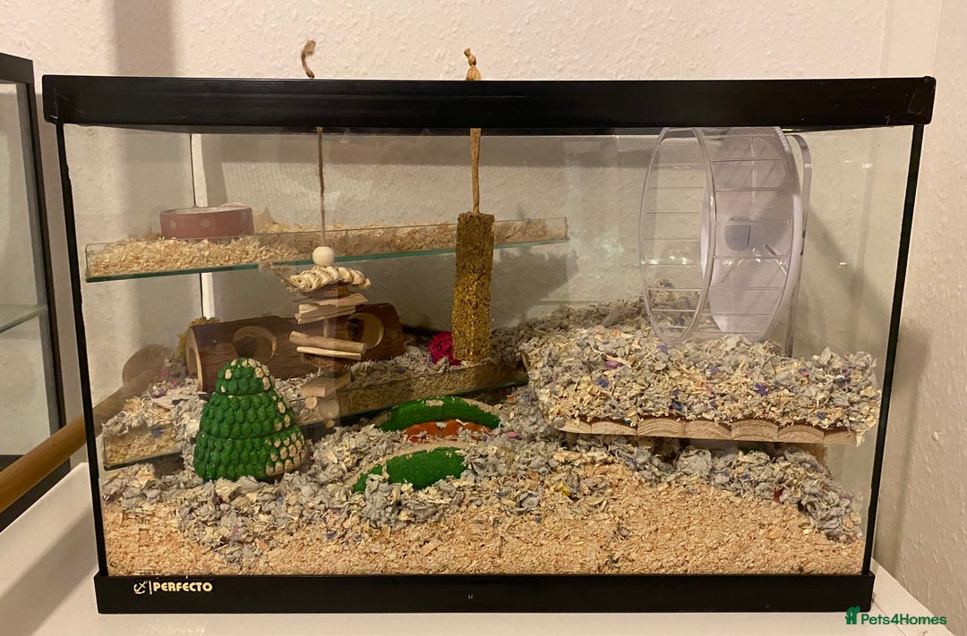 Gerbil rodents for sale: 2 Male Gerbils. OPEN TO OFFERS - Image 9