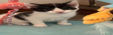 Oreo