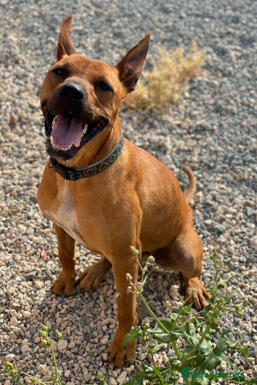 Staffordshire Bull Terrier dogs Hazel - Spent a year chained to a tree! - Advert 2