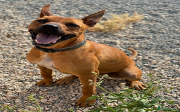 Staffordshire Bull Terrier dogs for adoption: Hazel - Spent a year chained to a tree! - Image 1