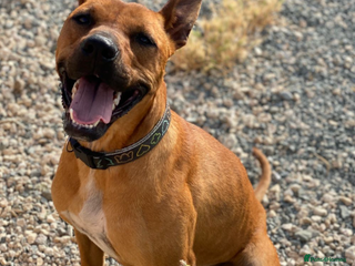 Staffordshire Bull Terrier dogs Hazel - Spent a year chained to a tree! - Advert 1