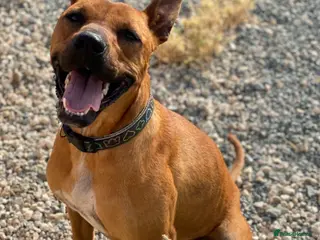 Staffordshire Bull Terrier dogs Hazel - Spent a year chained to a tree! - Advert 21