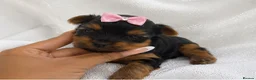 Yorkshire Terrier dogs for sale: 🐾 Two Beautiful Yorkshire Terrier Boys  - Advert 2