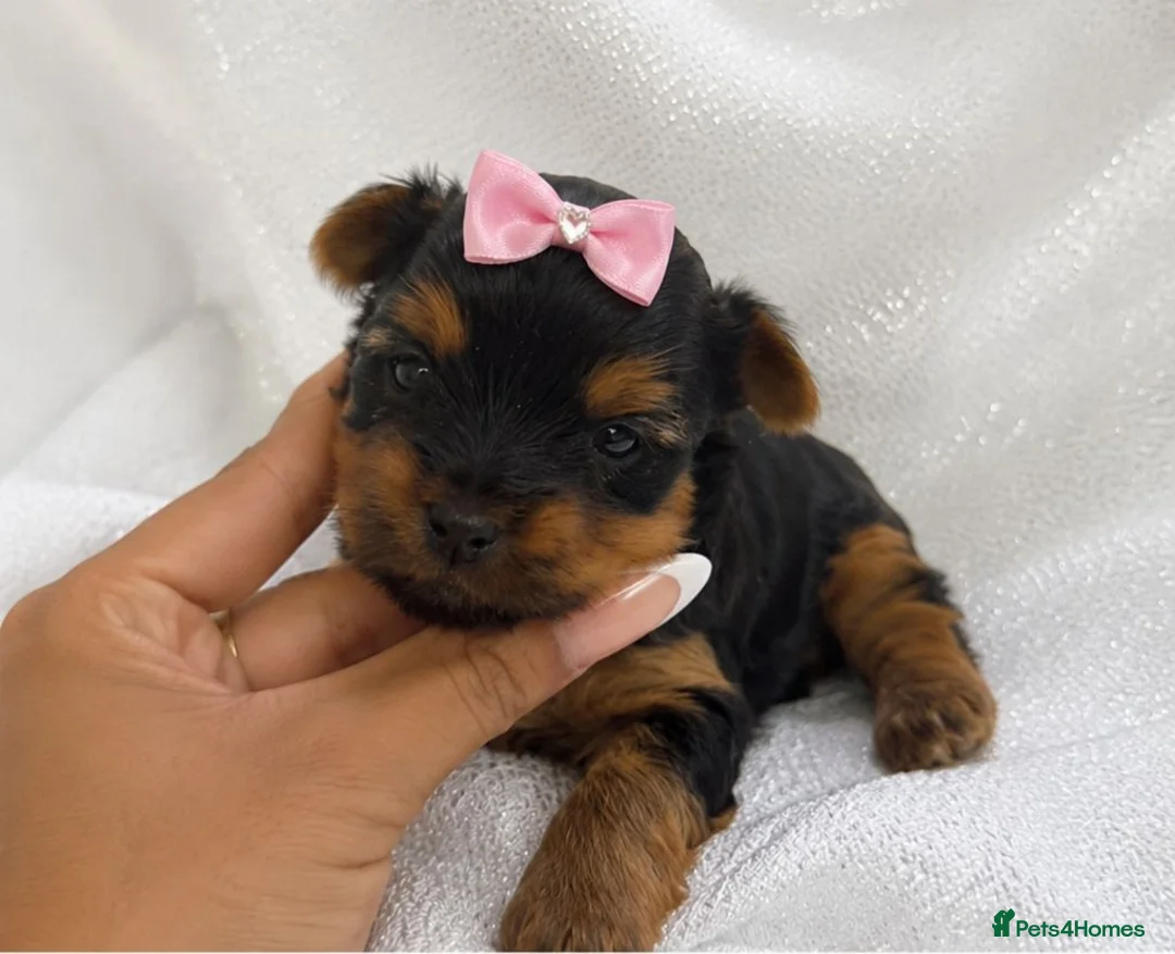 Yorkshire Terrier dogs for sale: 🐾 Two Beautiful Yorkshire Terrier Boys  - Advert 2