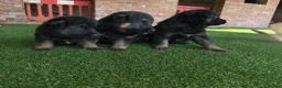 German Shepherd dogs for sale: German shepherd pups - Advert 1