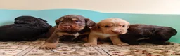 Cockapoo dogs for sale: P,r,a tested clear cockapoo F1 - Advert 2