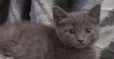 Russian Blue cats - Advert 4