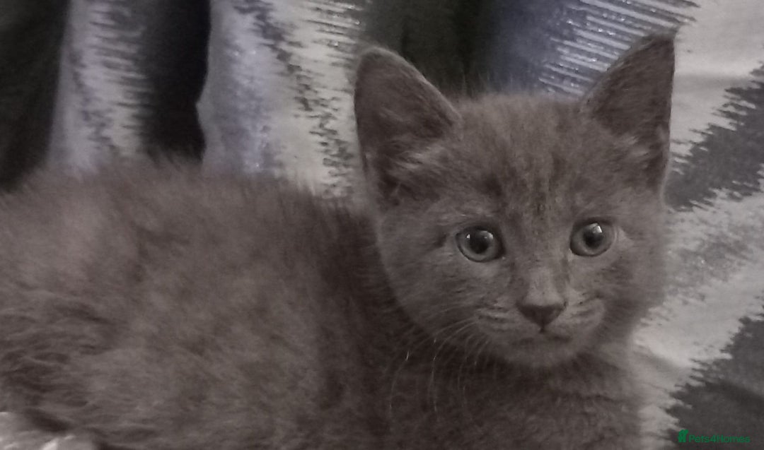 Russian Blue cats for sale: Russian blue kittens  - Image 2
