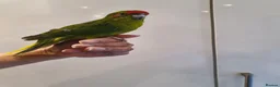 Parakeets birds for sale: Handreared baby Kakariki for sale  - Advert 8