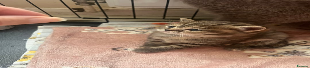 British Shorthair Kitten 2