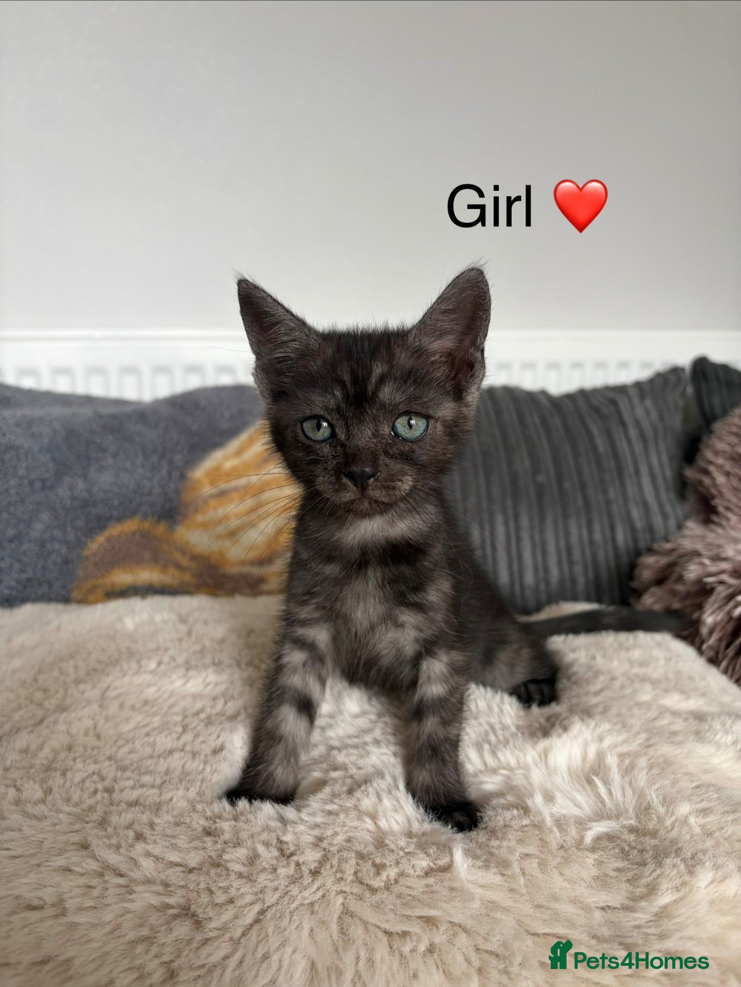 Mixed Breed cats Mixed Maine Coon kittens  - Advert 2