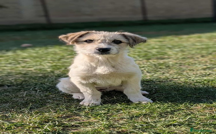 Mixed Breed dogs Pumpkin for adoption - Advert 1