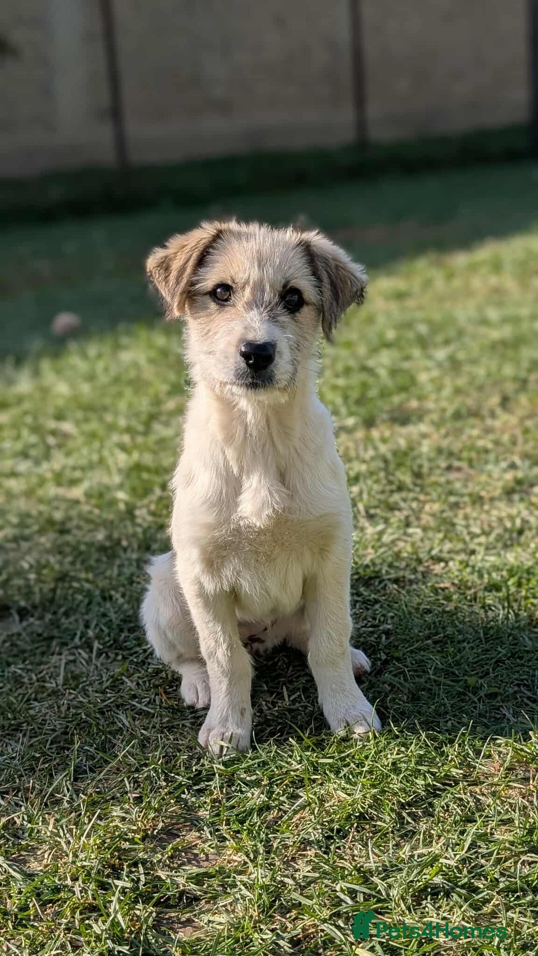 Mixed Breed dogs for adoption: Pumpkin for adoption - Advert 1