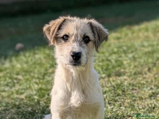 Mixed Breed dogs Pumpkin for adoption - Advert 3