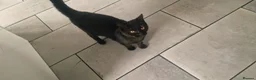 Mixed Breed cats for sale: Kitten  in Birmingham - Advert 7