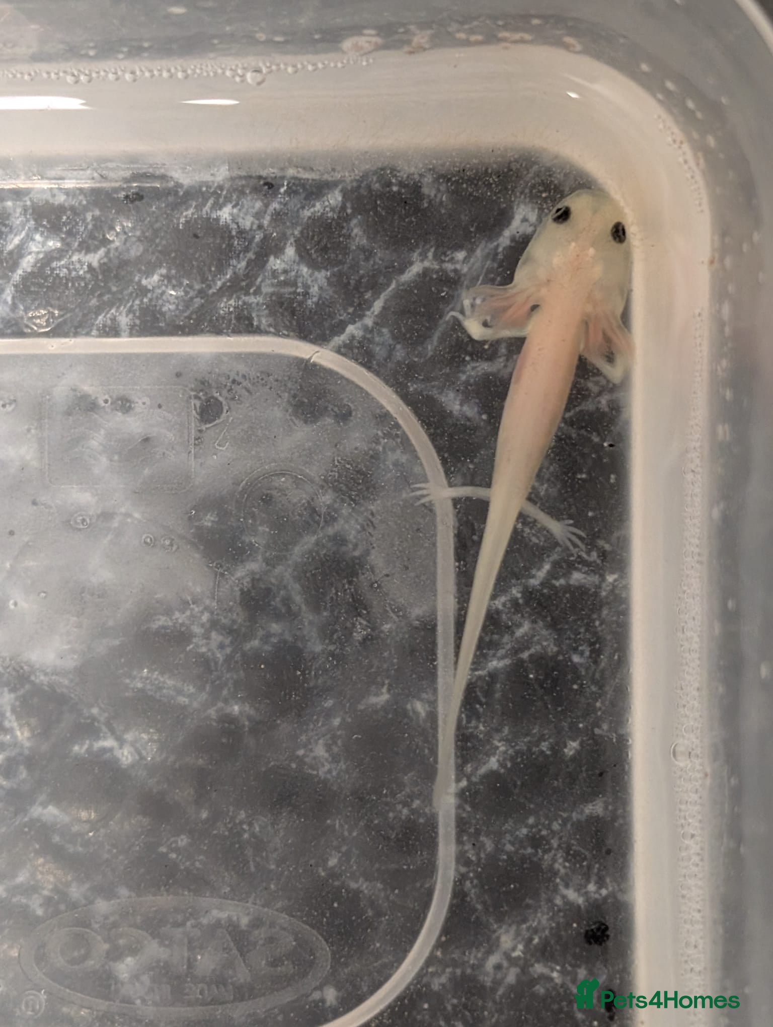Axolotl reptiles Baby Leucistic Axolotls  - Advert 2