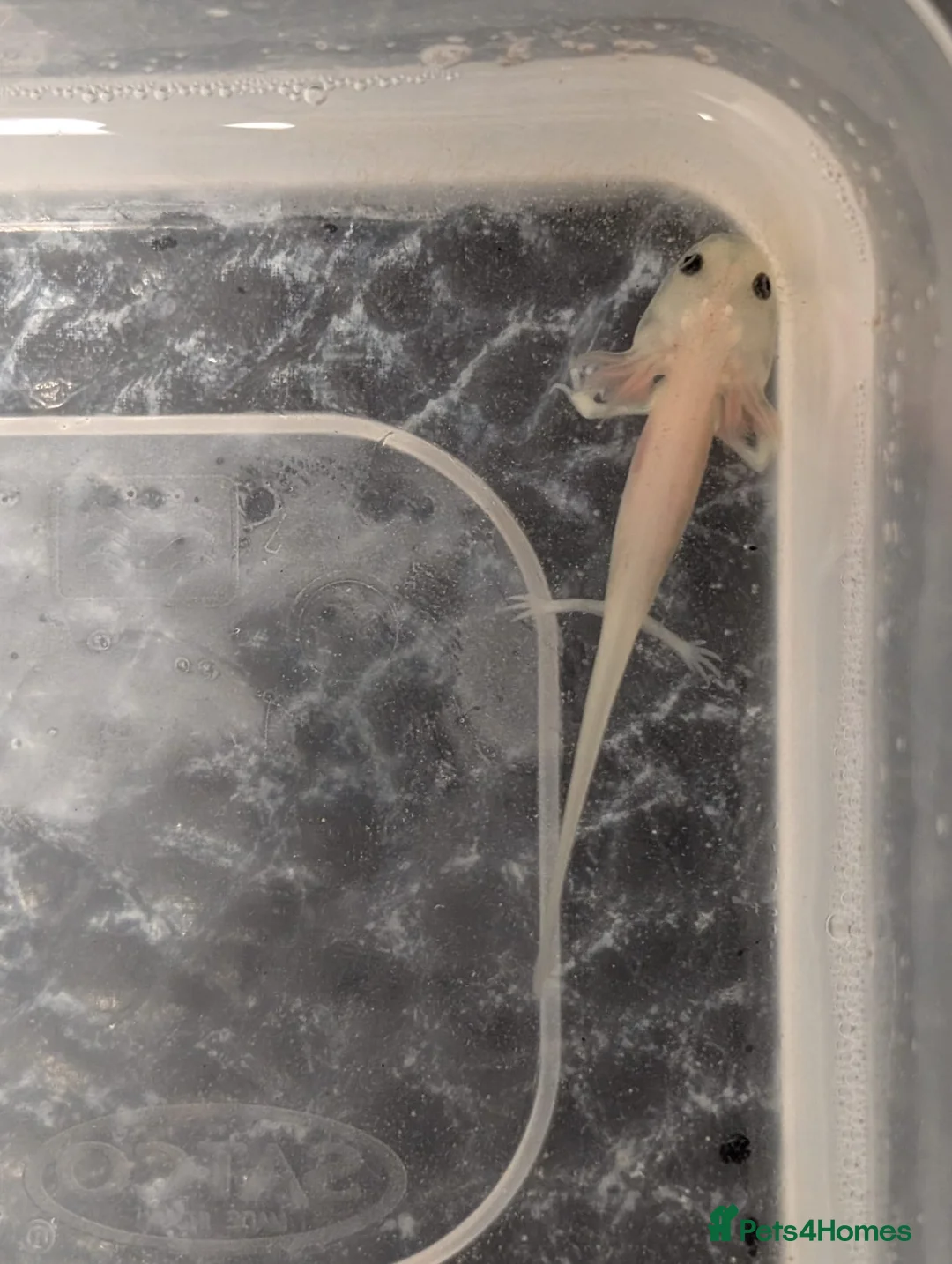 Axolotl reptiles for sale: Baby Leucistic Axolotls  in Guildford - Advert 2