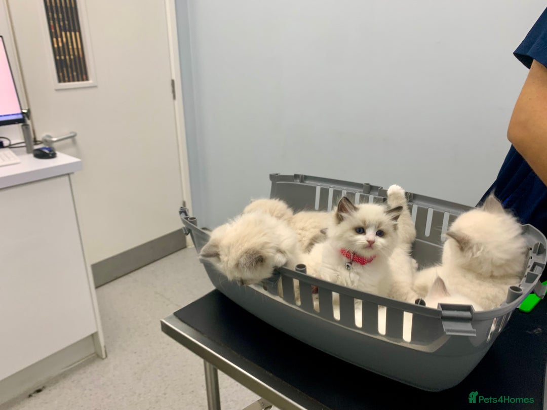 Ragdoll cats for sale: Beautiful champion lines purebred Ragdoll kittens - Image 20