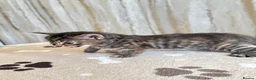 Mixed Breed cats for sale: Bengal/ tabby mixed kittens - Advert 24